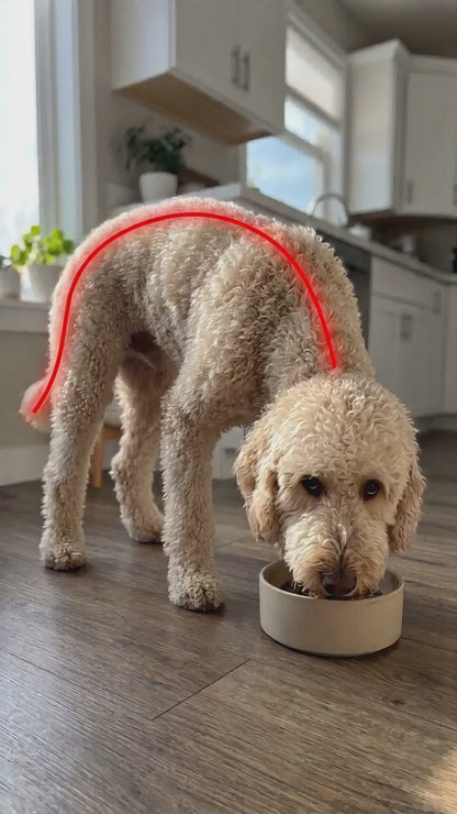 Comedero Elevado Ajustable para Perros | Comodidad y Bienestar en cada Comida